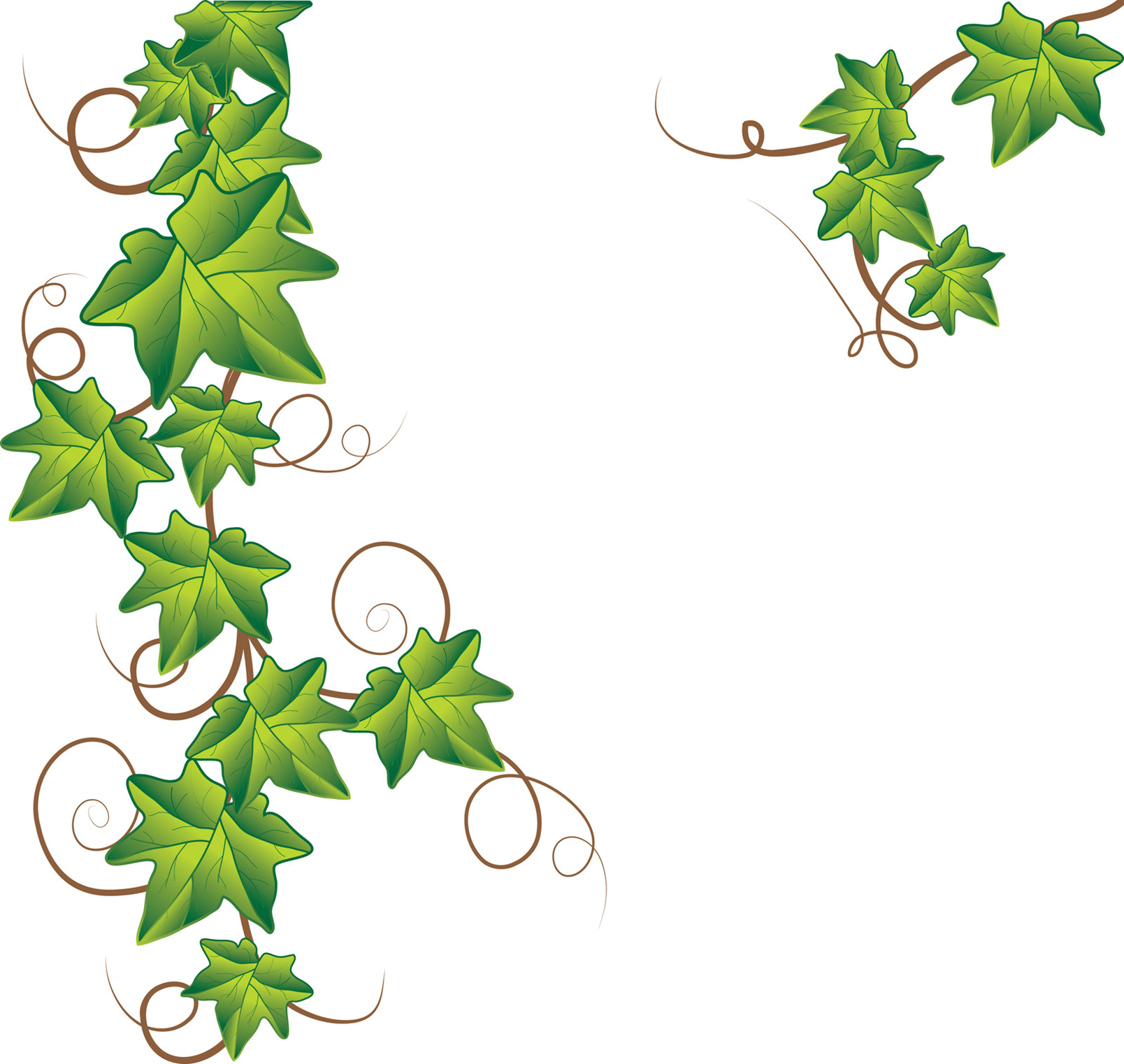 Vine of ivy leaves free clip 