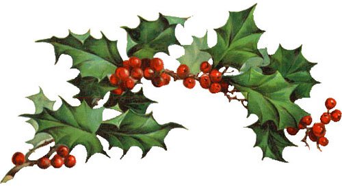 Holly berries free the .