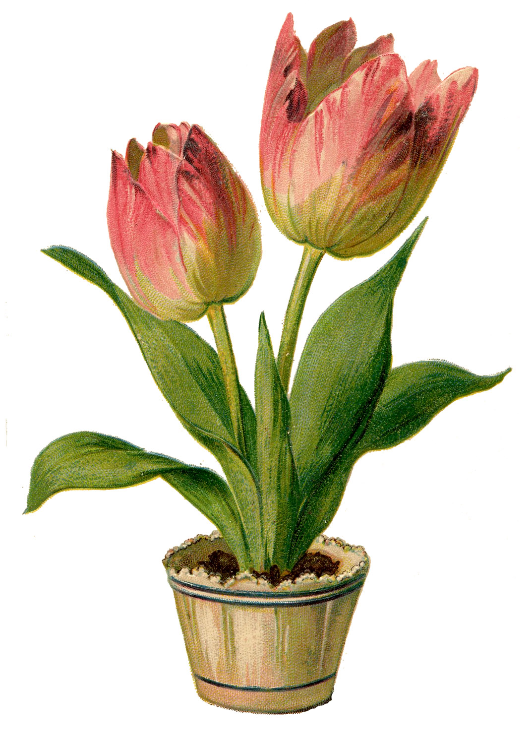 Vintage Clip Art - Pretty Pink Tulips