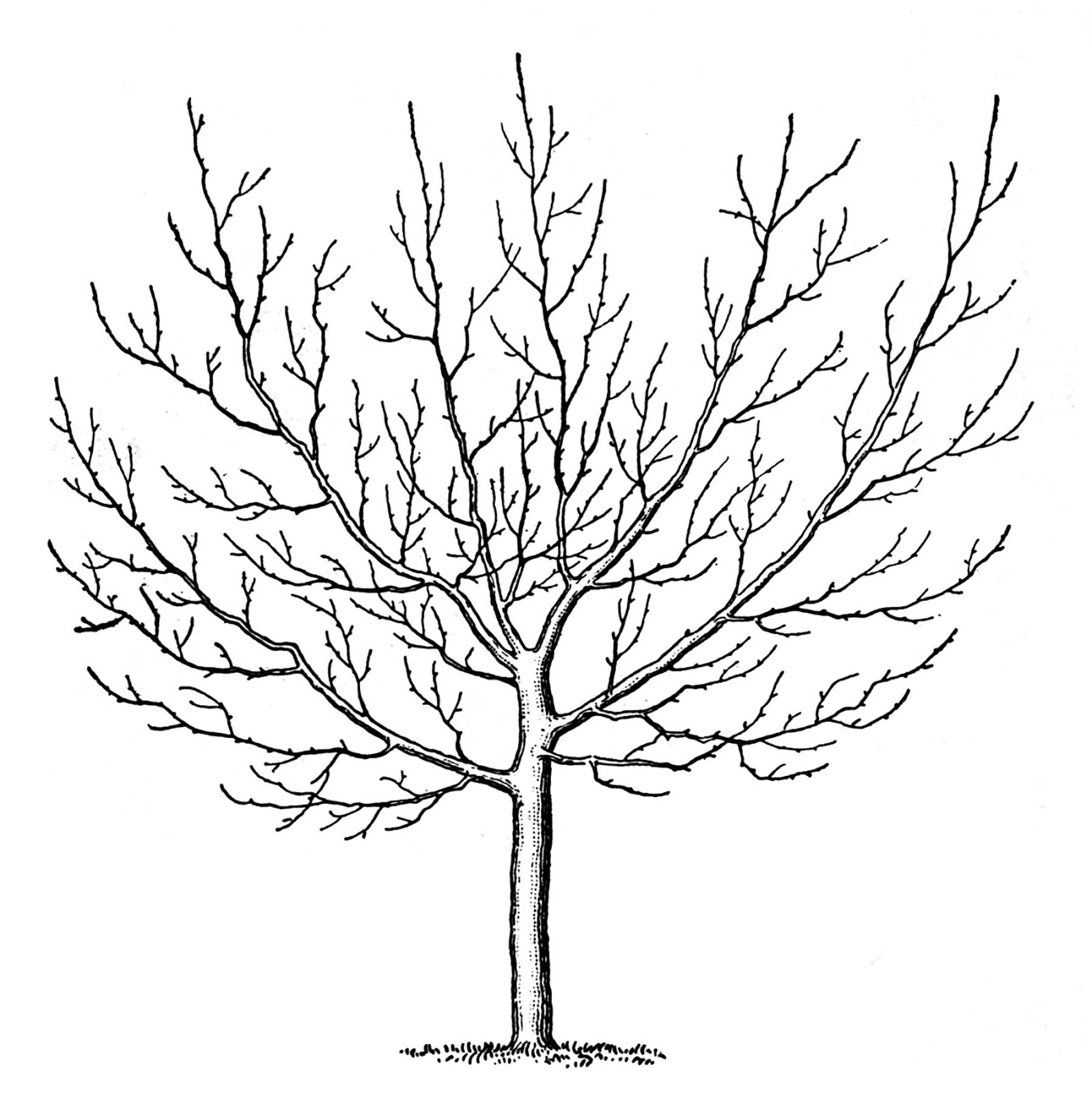 Vintage Clip Art u2013 Winter - Winter Tree Clip Art