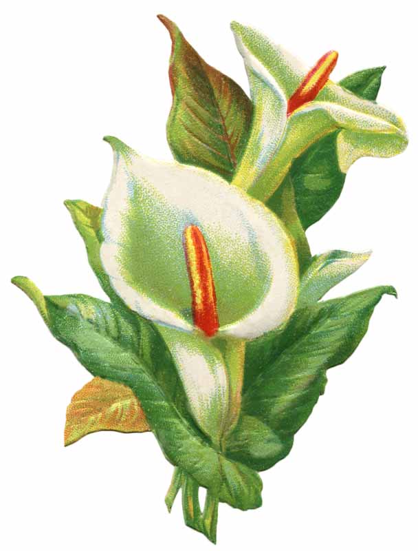 Vintage easter lily clip art .