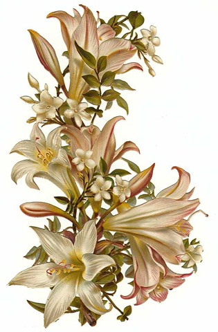 vintage flowers white orchids - Vintage Flower Clipart