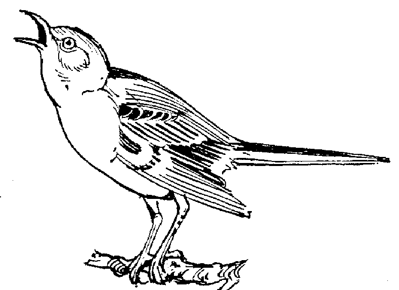 Mockingbird Clipart Clipart P