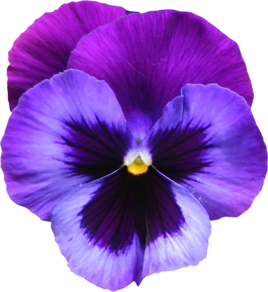 Craft · Large Transparent Purple Violet Flower PNG Clipart