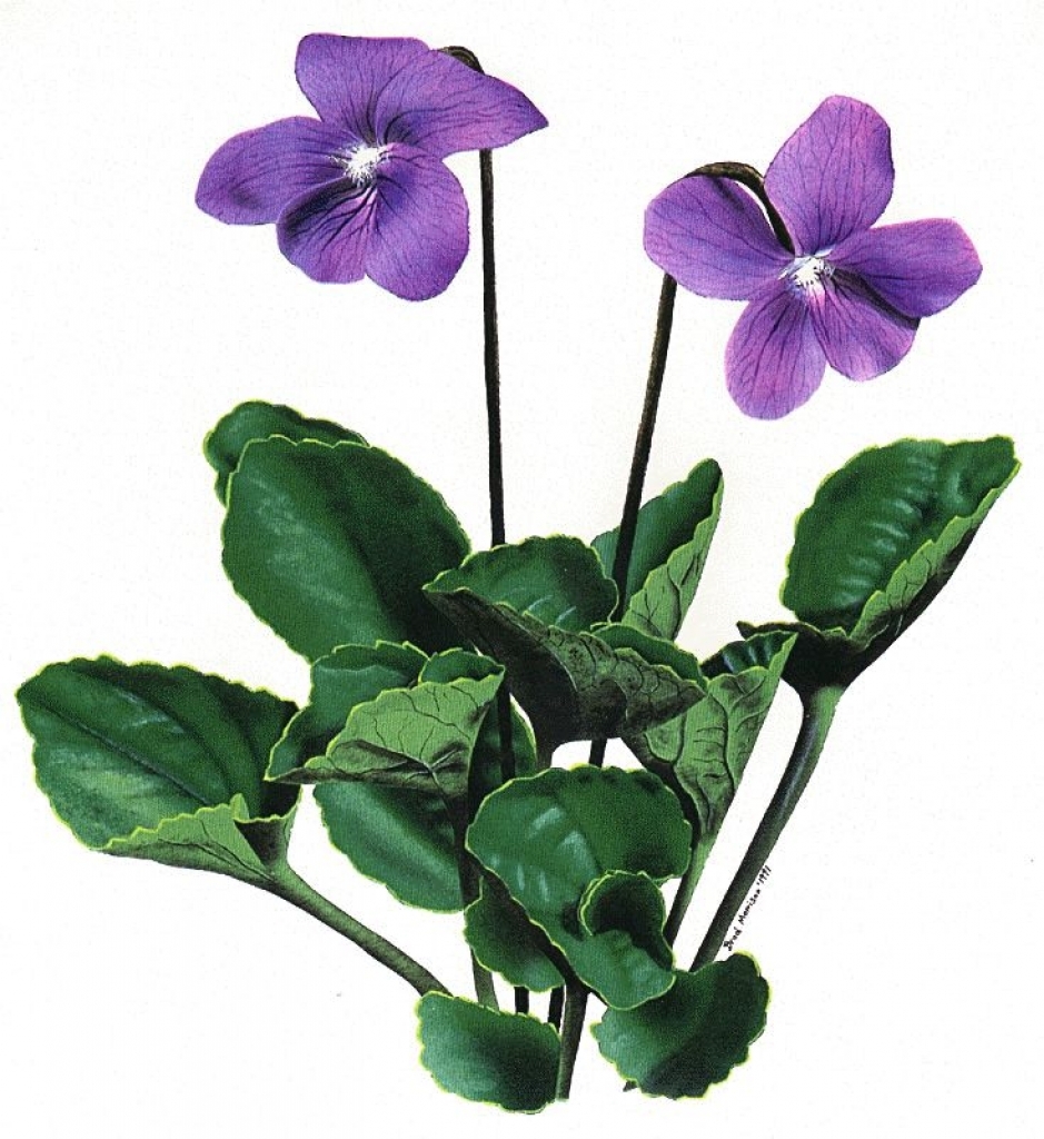 violet flower clip art 6 diy  - Violet Clipart