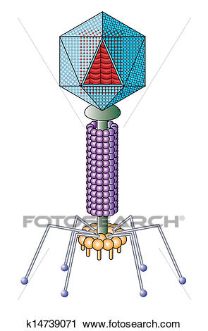 Basic structure of virus
