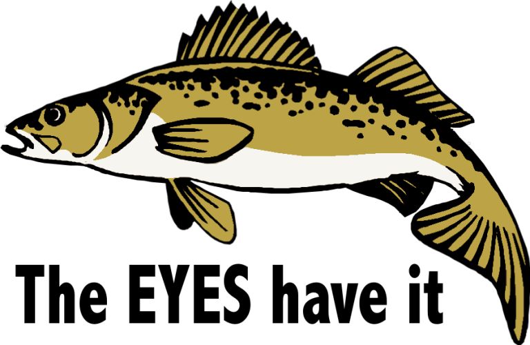 Walleye Clipart Free Cliparts That You Can Download To You Computer