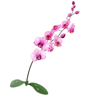 Wallpapers Pink Orchid Clipar - Orchid Clipart