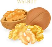 . ClipartLook.com group of walnuts for your design
