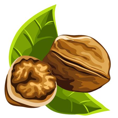 Coconut and walnut Image isol