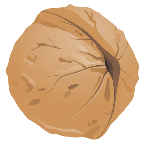 Walnut PNG Clipart Image