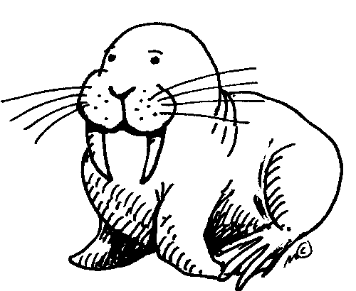 walrus - Walrus Clipart
