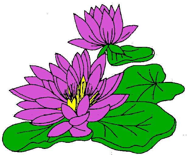 Water Lily Clipart-Clipartlook.com-615