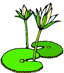 Clipart Info - Water Lily Clipart