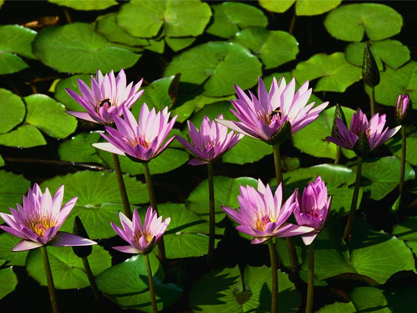 Clipart - lotus(waterlily). F