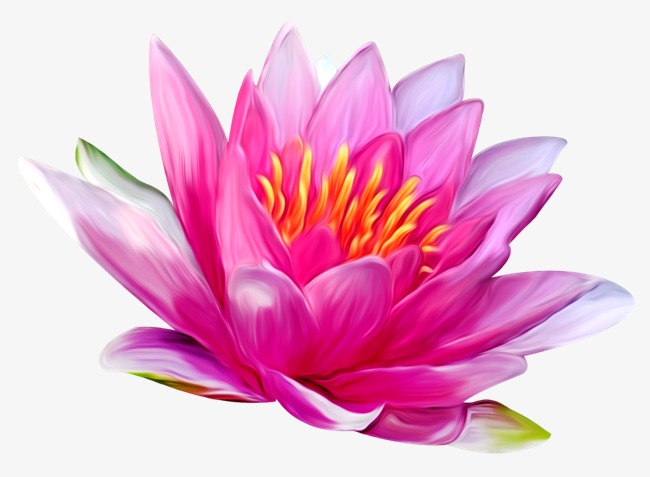 hand-painted purple water lily, Hand Painted, Purple, Water Lilies PNG Image