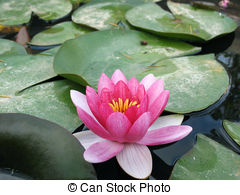 Water Lily Clipart-Clipartloo