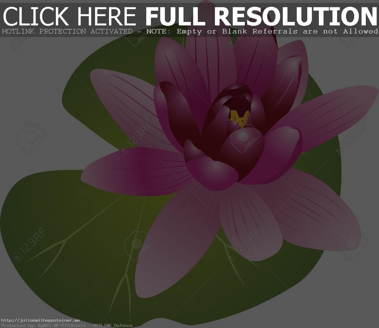 Water Lily Clipart 3 Station - Water Lily Clipart