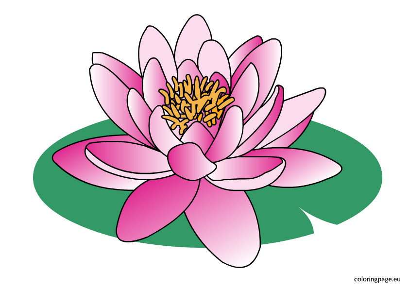 Clipart - lotus(waterlily). F