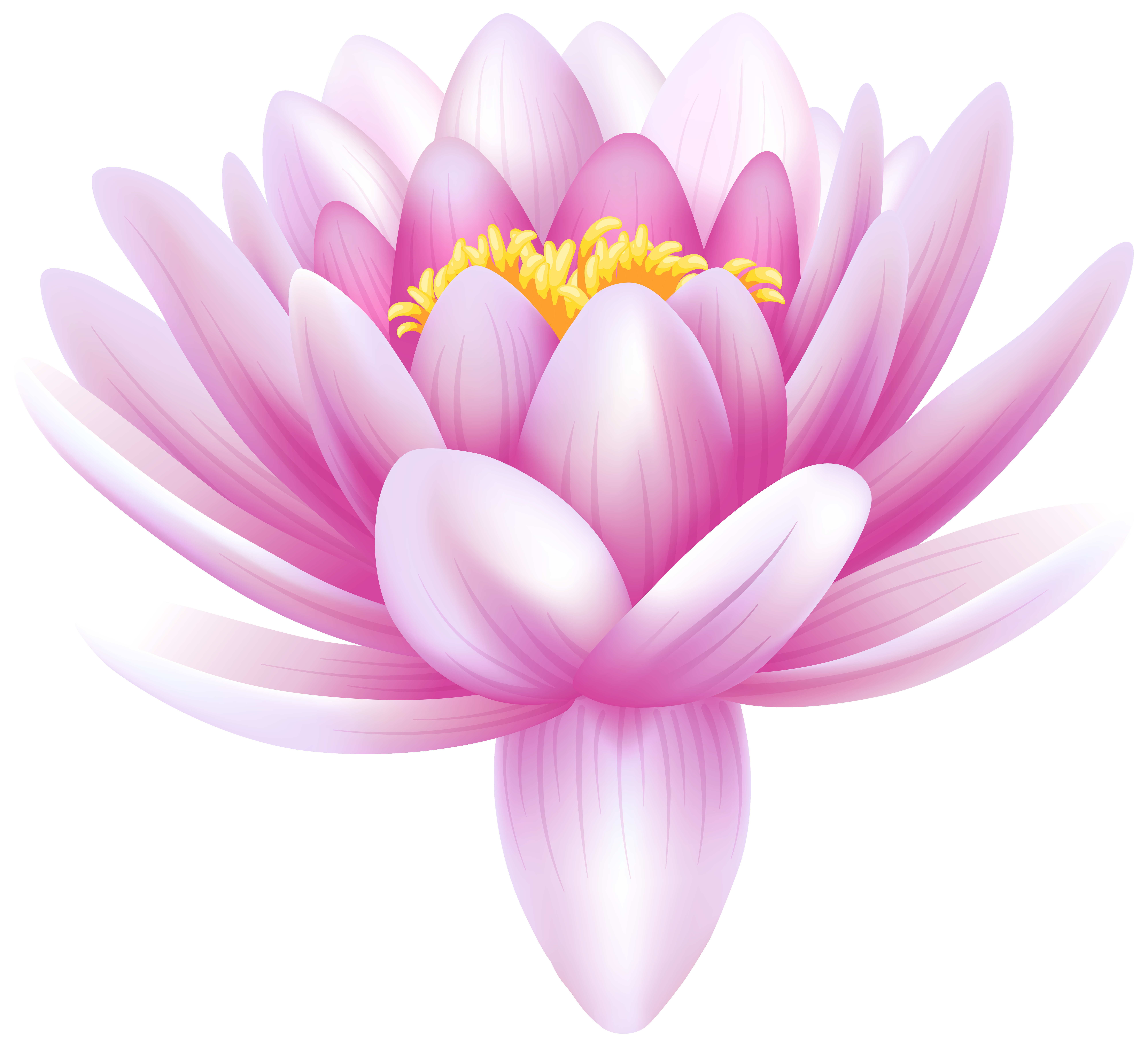 lotus, water lily flowers and