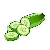 Watercolor cucumber- hand painted vector u0026middot; Sliced cucumber