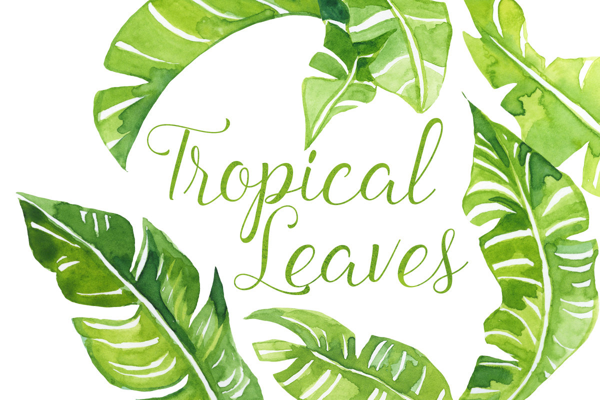 Watercolor Tropical palm Leaves Clip Art, Tropics clipart, polynesian clipart, Hawaiian Illustration, Beach Clip Art, Banana Leaves Clipart