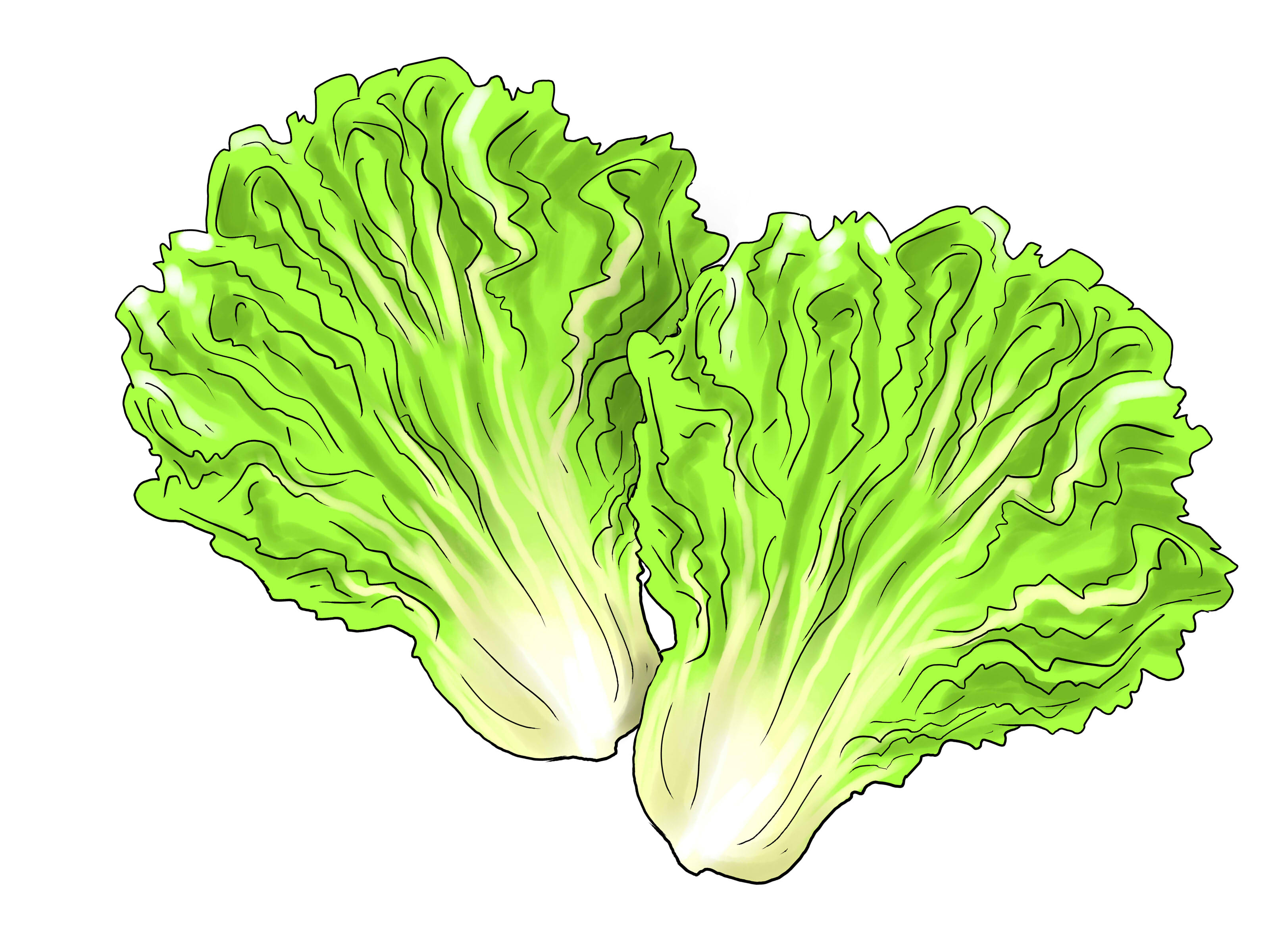 Ways To Grow Lettuce Indoors Wikihow