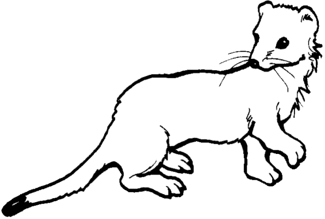 Himalayan Weasel clipart pict