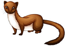 Weasel Stock Image - Weasel Clipart