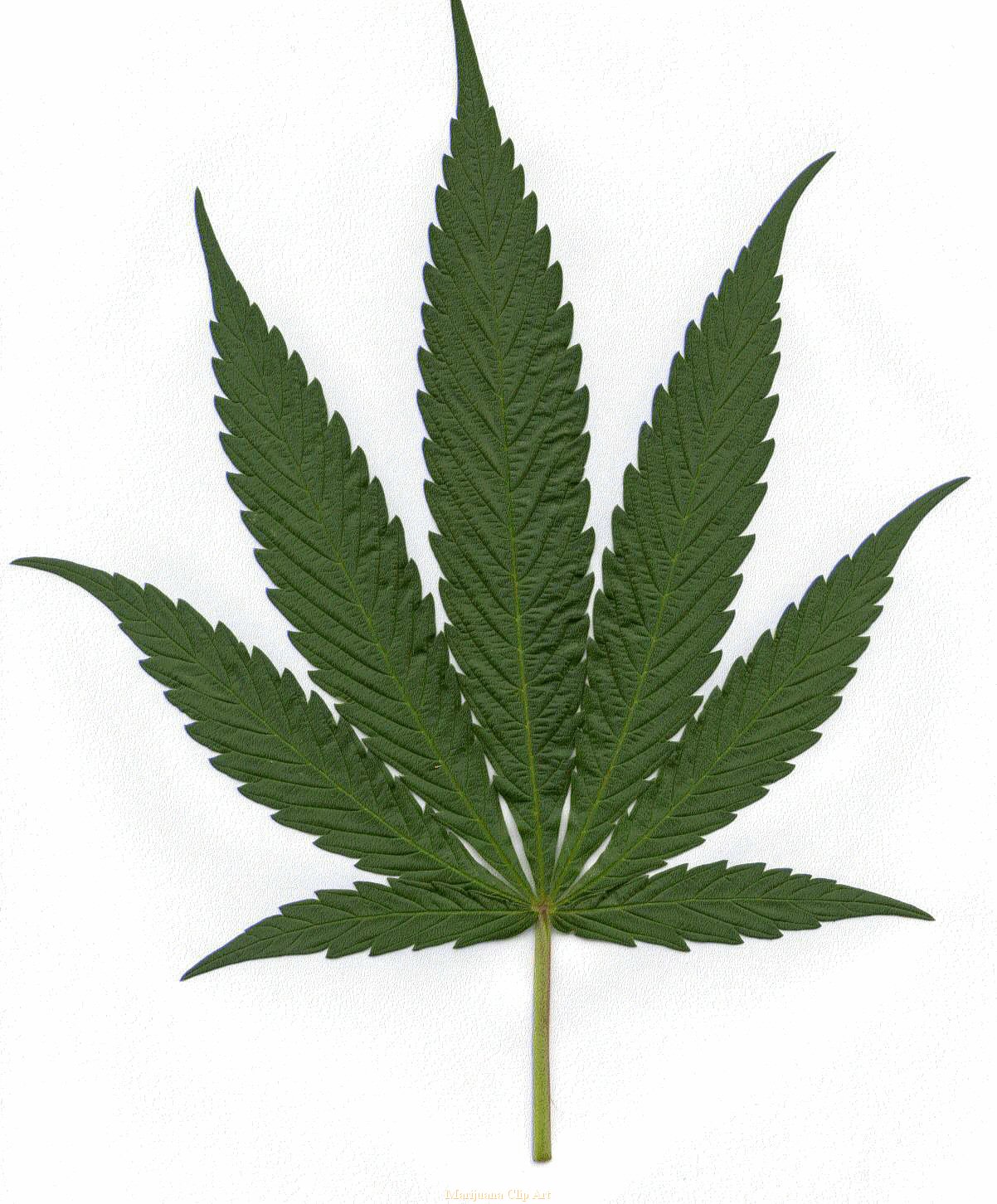 Clipart Grunge Canabis Leaf R