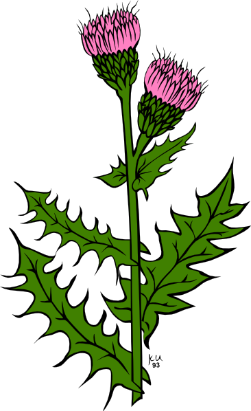 Weed With Pink Buds Clip Art  - Weed Clip Art