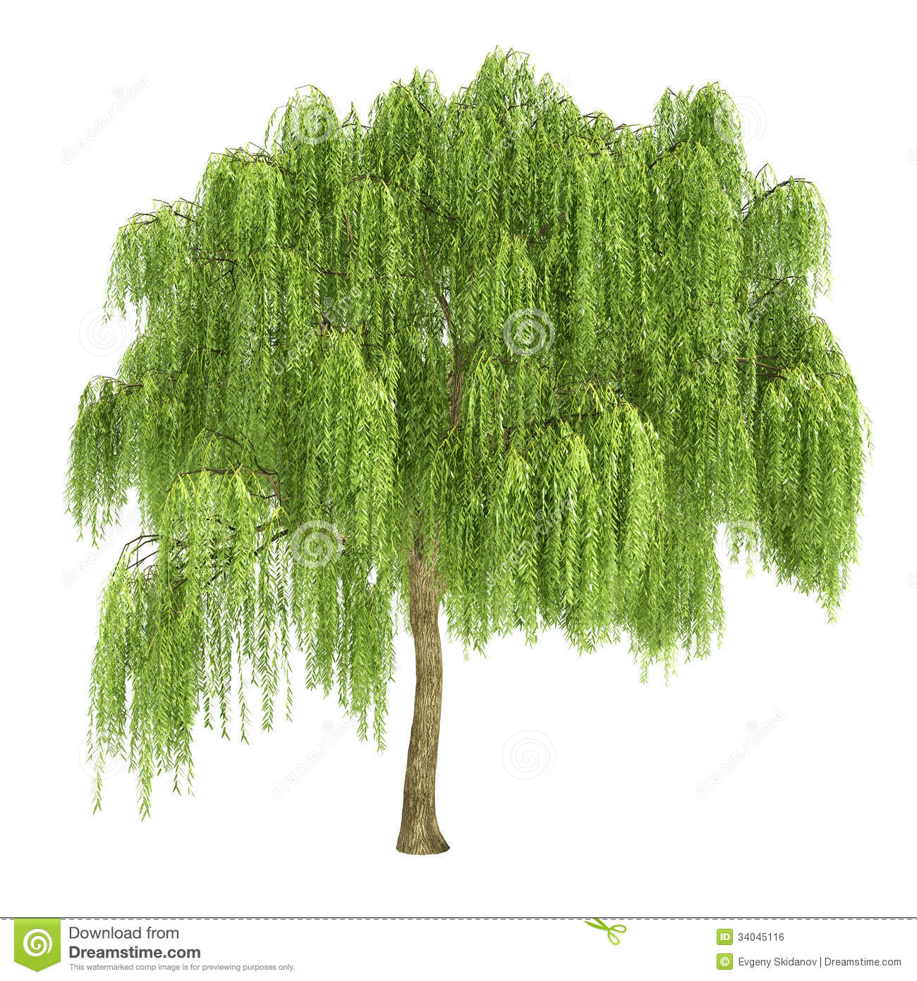 Weeping Willow Tree Isolated .