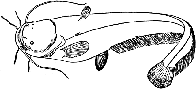 Easy Catfish Drawings Images 