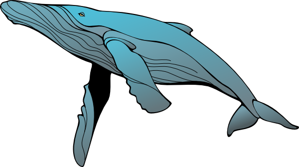 Whale Clip Art At Clker Com Vector Clip Art Online Royalty Free