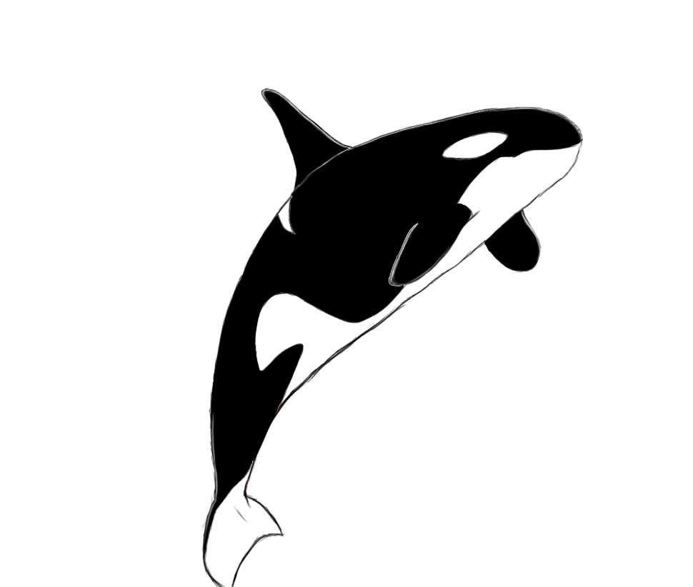 orca clipart #49