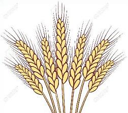 wheat stalks