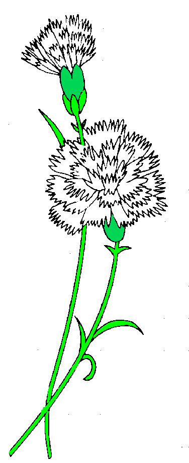 White Carnation Clip Art