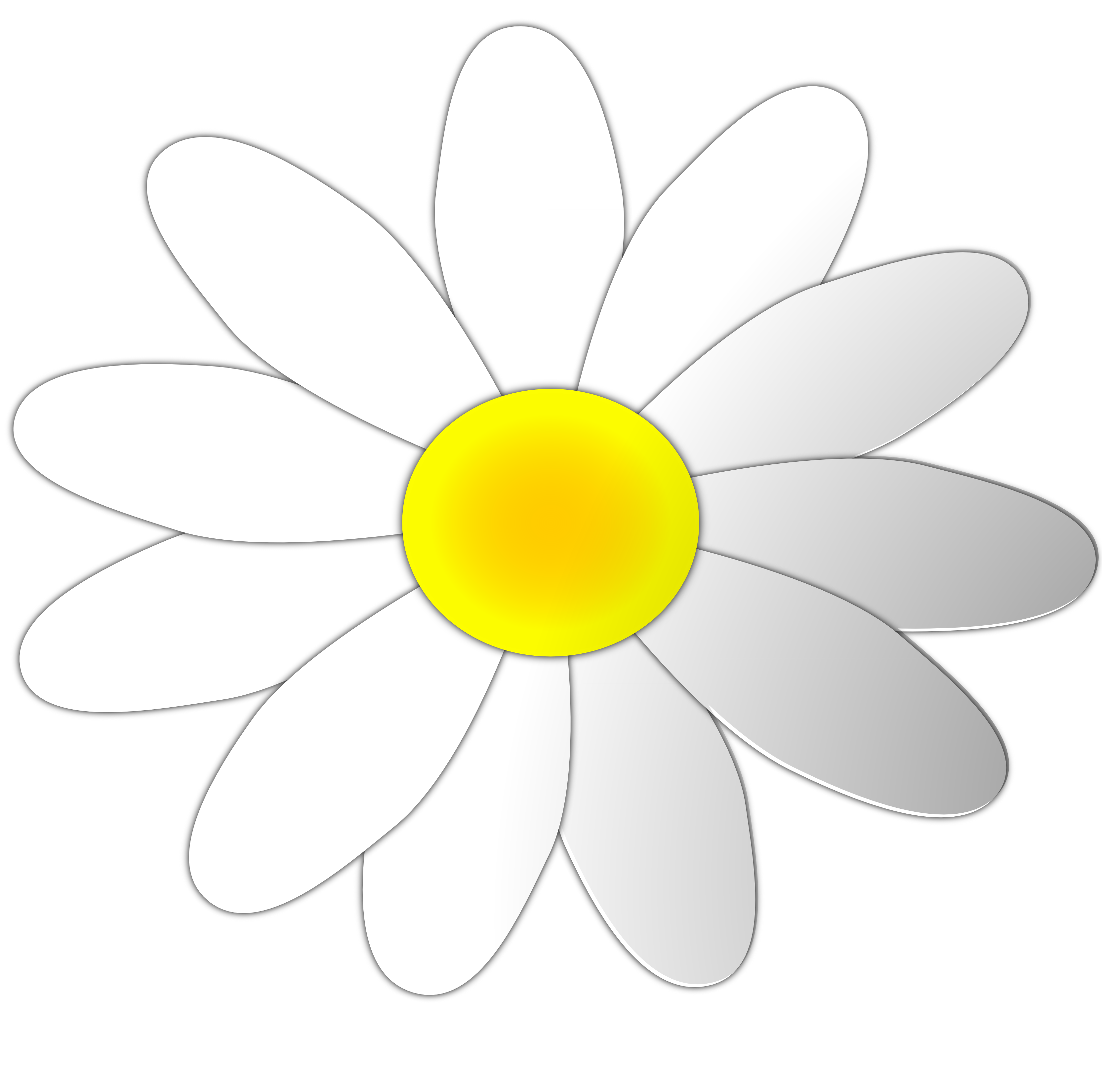 White Flower Yellow Middle cl