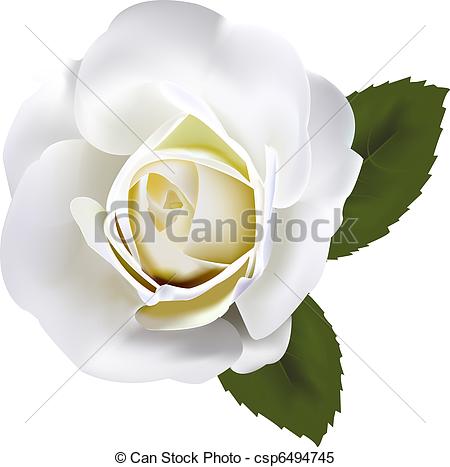 Beautiful white rose - csp649 - White Rose Clipart