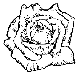 White Rose Clipart - Black And White Rose Clip Art