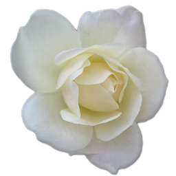 White Rose Clipart-Clipartloo
