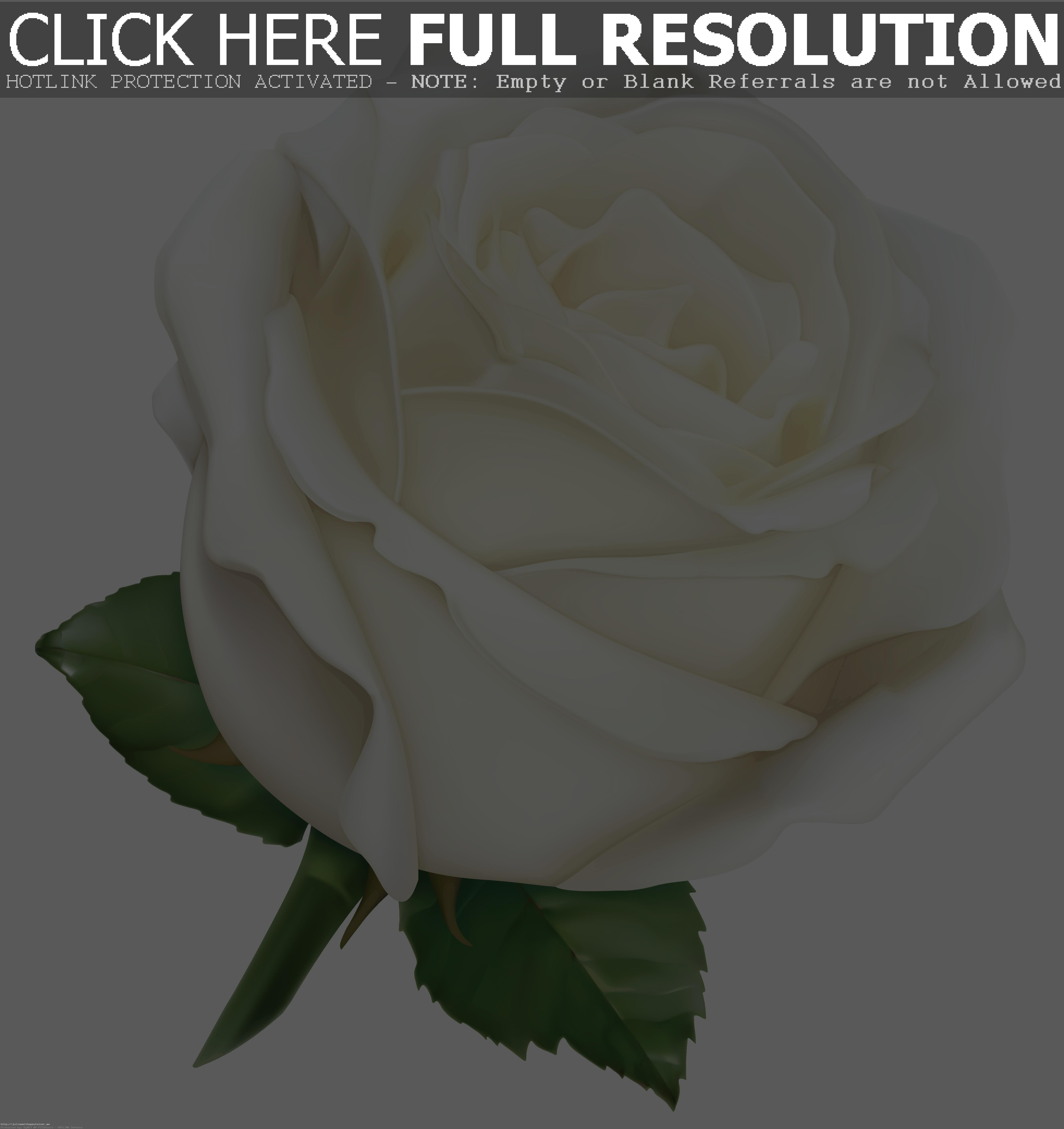 . ClipartLook.com Large White - White Rose Clipart