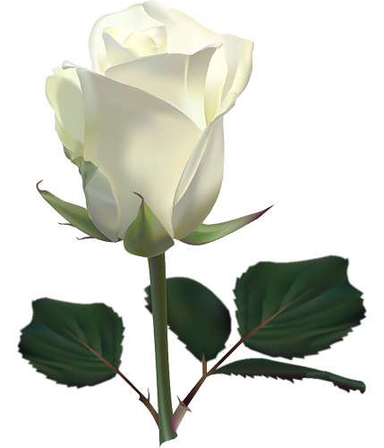 Дневник spaich/zelenvi - White Rose Clipart