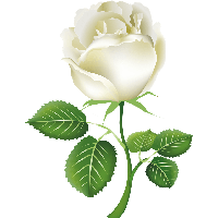 White Rose Png Image Flower W - White Rose Clipart