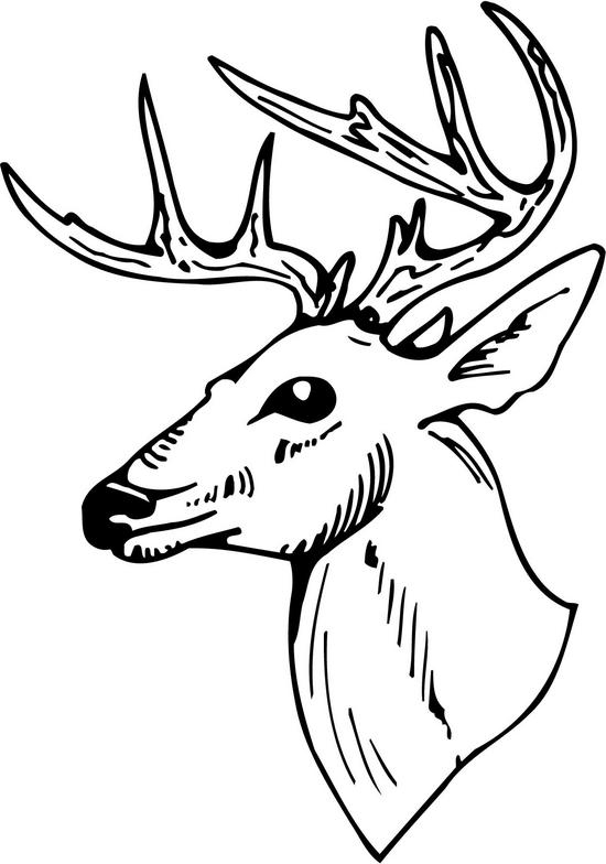 Whitetail Deer Clipart u0026middot; buck clipart u0026middot; bet clipart