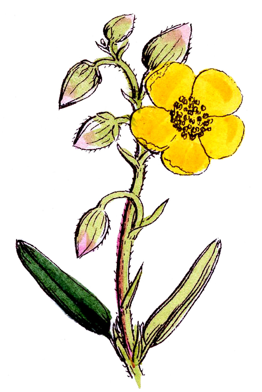 Wild Flower Clip Art Cliparts - Wildflower Clip Art