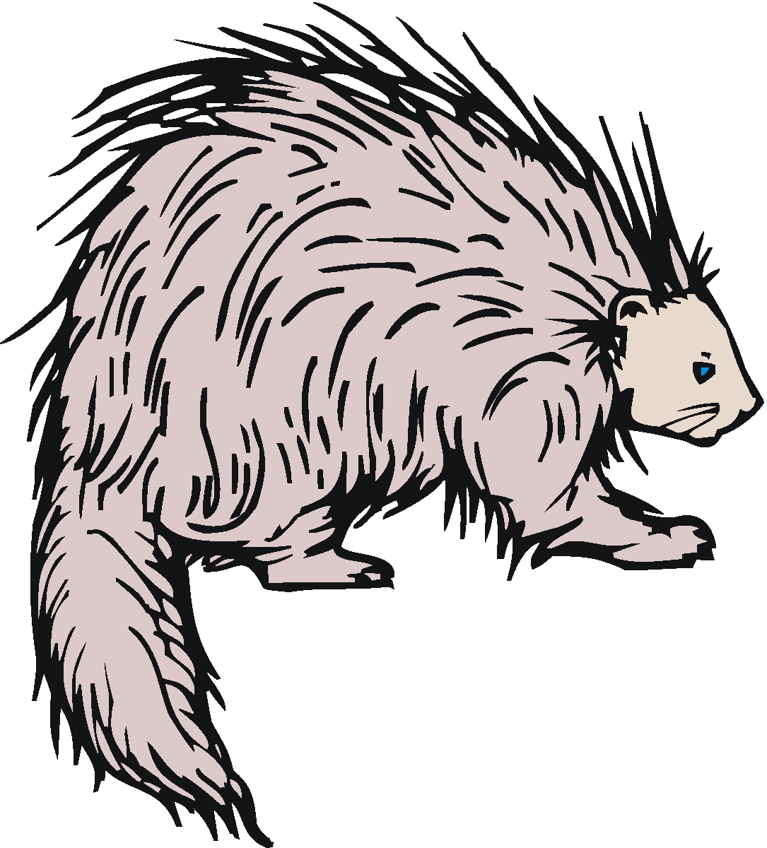 Wild Porcupine - Porcupine Clip Art