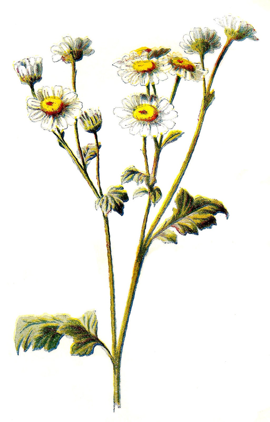 wildflower clip art .jpg - Wildflower Clip Art