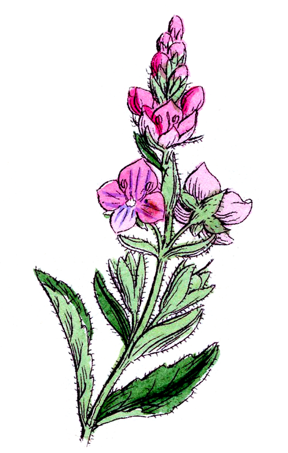 wildflower: an illustration o