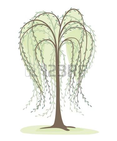 willow tree: deciduous tree on a white background, willow